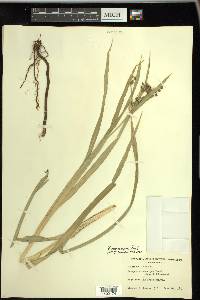 Scirpus microcarpus image