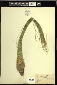 Trichophorum cespitosum image