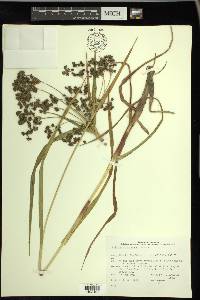 Scirpus microcarpus image