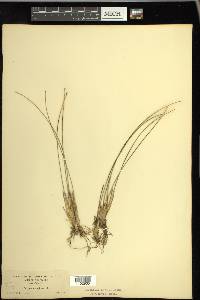 Trichophorum cespitosum image