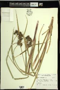 Scirpus microcarpus image