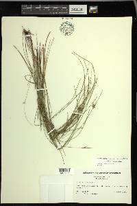 Scleria ciliata var. ciliata image