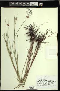 Scleria baldwinii image