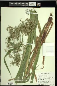 Scirpus microcarpus image