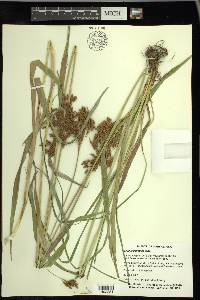 Scirpus pendulus image