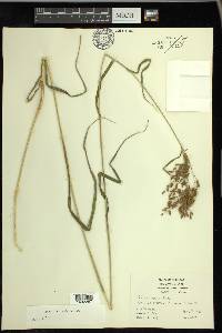 Scirpus pendulus image