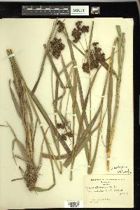 Scirpus hattorianus image