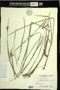 Scleria triglomerata image