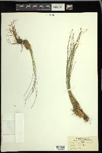 Trichophorum cespitosum image