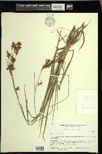 Scirpus pendulus image