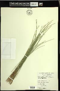 Trichophorum cespitosum image