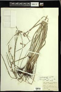 Scleria triglomerata image