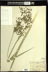 Scirpus microcarpus image