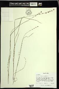 Scleria verticillata image