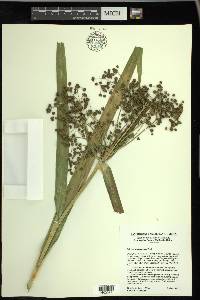 Scirpus microcarpus image