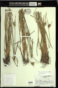 Scleria ciliata var. elliottii image