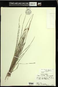 Scleria pauciflora image