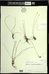 Trichophorum alpinum image