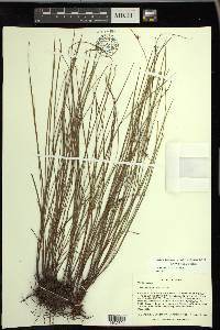 Scleria pauciflora var. pauciflora image