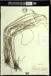 Scleria ciliata var. glabra image