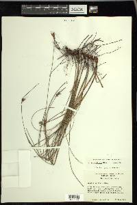 Scleria ciliata var. glabra image