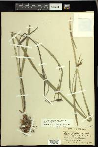 Scleria triglomerata image