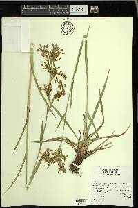 Scirpus pendulus image