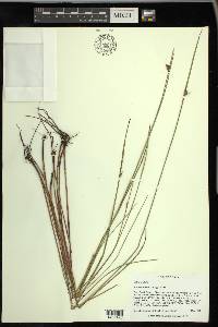 Scleria baldwinii image