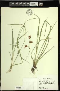 Scirpus pendulus image