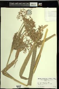 Scirpus microcarpus image