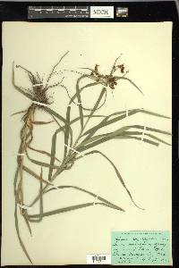 Scirpus polyphyllus image