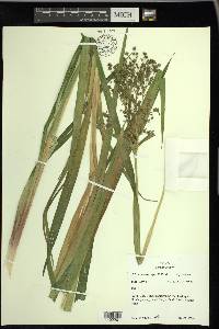 Scirpus microcarpus image