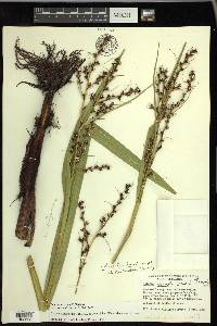 Scleria lacustris image