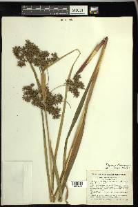 Scirpus expansus image