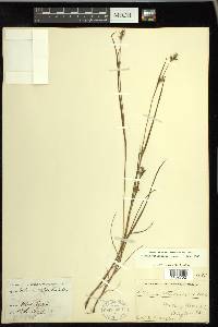 Scleria reticularis image