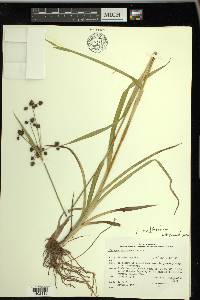 Scirpus hattorianus image