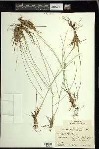 Trichophorum cespitosum image