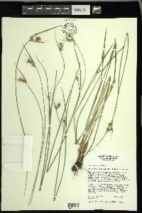 Scleria triglomerata image