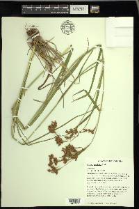 Scirpus pendulus image