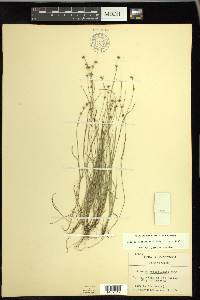 Scleria verticillata image