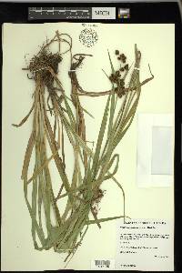 Scirpus hattorianus image