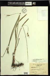 Scleria triglomerata image