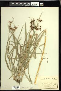 Scirpus polyphyllus image