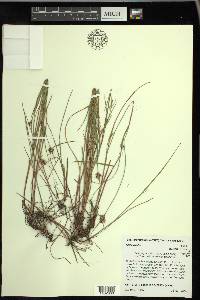 Scleria pauciflora var. pauciflora image