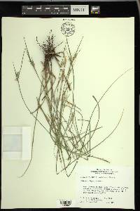 Scleria oligantha image