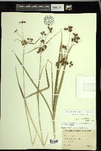 Scirpus hattorianus image