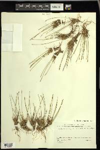 Trichophorum cespitosum image