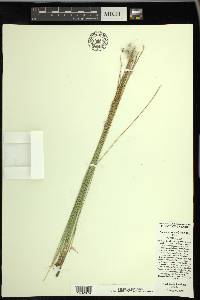 Trichophorum alpinum image