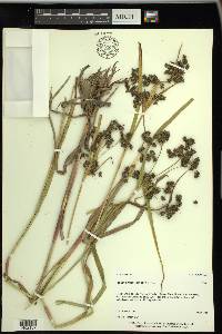 Scirpus microcarpus image