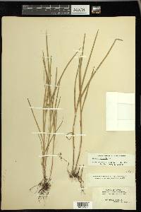 Scleria distans image